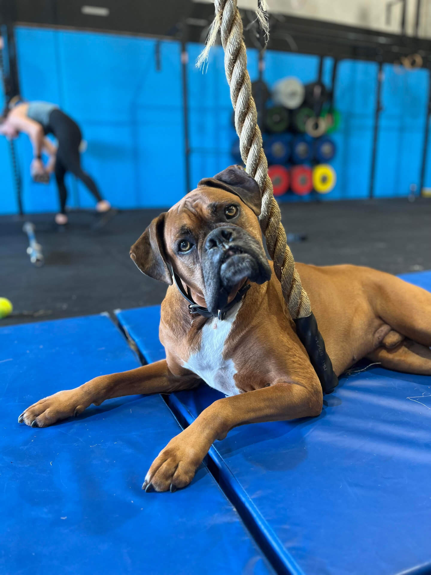 The gym dog supervising training from the mats