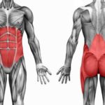 The ‘core’ and its relation to lower back pain