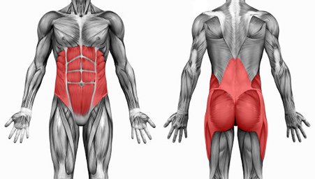 The ‘core’ and its relation to lower back pain